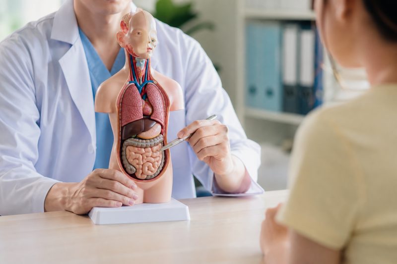 現代醫學怎麼看脾胃：腸胃、胰臟與免疫的共構系統 說明圖